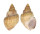 STRUTHIOLARIIDAE TYLOSPIRA SCUTULATA shell