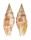 MITRIDAE VEXILLUM COOKORUM shell