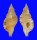 RANELLIDAE MONOPLEX GEMMATUS shell