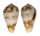 CONIDAE CONUS BOCAGEI shell