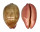 CYPRAEIDAE LEPOCYPRAEA MAPPA PANERYTHRA shell