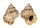 BURSIDAE BUFONARIA THERSITES shell