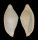 OVULIDAE PSEUDOCYPHOMA CHRISTAHEMMENAE shell