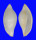OVULIDAE PSEUDOCYPHOMA CHRISTAHEMMENAE shell