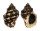 MURICIDAE THAIS  BITUBERCULARIS shell