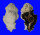 MURICIDAE CHICOREUS BRUNNEUS FLAVICUNDA shell