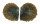 PTERIIDAE PINCTADA MARGARITIFERA shell
