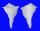 BUSYCONIDAE SINISTROFULGUR SINISTRUM shell