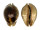 CYPRAEIDAE TRONA STERCORARIA shell