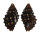 MURICIDAE CLAREMONTIELLA NODULOSA shell