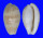 CYPRAEIDAE NOTOCYPRAEA PIPERITA OCCIDENTALIS shell