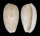 CYPRAEIDAE NOTOCYPRAEA PIPERITA OCCIDENTALIS shell
