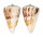 CONIDAE CONUS MALACANUS shell