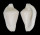 OVULIDAE DENTIOVULA LORENZI shell