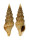 TURRIDAE FUNA ASRA shell
