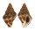 BUCCINIDAE POLLIA VERMEULENI shell