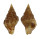 BUCCINIDAE POLLIA VERMEULENI shell