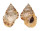 BURSIDAE BUFONARIA THERSITES shell