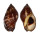 MURICIDAE NASSA FRANCOLINA shell