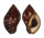 MURICIDAE NASSA FRANCOLINA shell