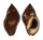 MURICIDAE NASSA FRANCOLINA shell