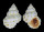 BURSIDAE BURSA THOMAE shell