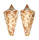 CONIDAE CONUS REGULARIS shell