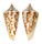 CONIDAE CONUS REGULARIS shell