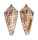 CONIDAE CONUS REGULARIS shell
