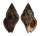 BUCCINIDAE GEMOPHOS VIVERRATUS shell