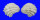 CHAMIDAE ARCINELLA CORNUTA shell