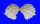 CHAMIDAE ARCINELLA CORNUTA shell