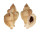 MURICIDAE OCENEBRA ERINACEUS shell