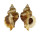 MURICIDAE OCENEBRA ERINACEUS shell