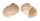 NATICIDAE NATICA CANARIENSIS shell
