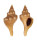 FASCIOLARIIDAE AUSTRALARIA cf. FUSIFORMIS shell