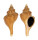 FASCIOLARIIDAE AUSTRALARIA cf. FUSIFORMIS shell