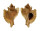 MURICIDAE OCENEBRA INORNATA shell