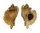 MURICIDAE OCENEBRA INORNATA shell