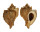 MURICIDAE OCENEBRA INORNATA shell