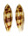 CONIDAE CONUS MITRATUS shell