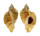 MURICIDAE CERATOSTOMA FOLIATUM shell