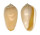 MARGINELLIDAE MARGINELLA AMYGDALA shell
