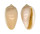 MARGINELLIDAE MARGINELLA AMYGDALA shell