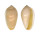 MARGINELLIDAE MARGINELLA AMYGDALA shell