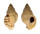 MURICIDAE CRONIA AURANTIACA shell
