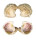 CHAMIDAE ARCINELLA CORNUTA shell