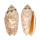 OLIVIDAE OLIVA ANNULATA ANNULATA shell