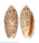 OLIVIDAE OLIVA ANNULATA ANNULATA shell