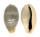 CYPRAEIDAE ERRONEA ERRONES COXI shell